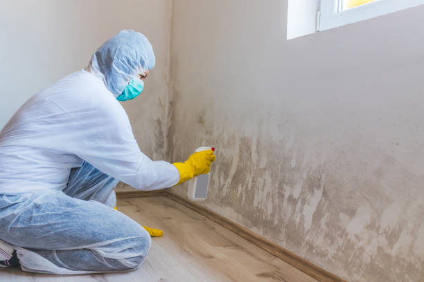 Licensed Mold Remediation service in New Jersey, NJ - WQB Mold Removal